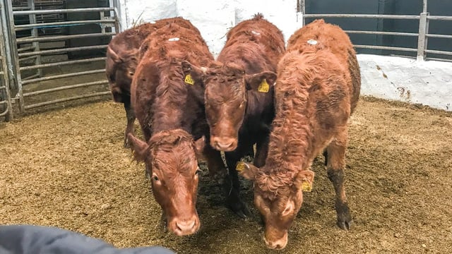 Pics and prices: Store heifers and bullocks in demand at Tullow Mart