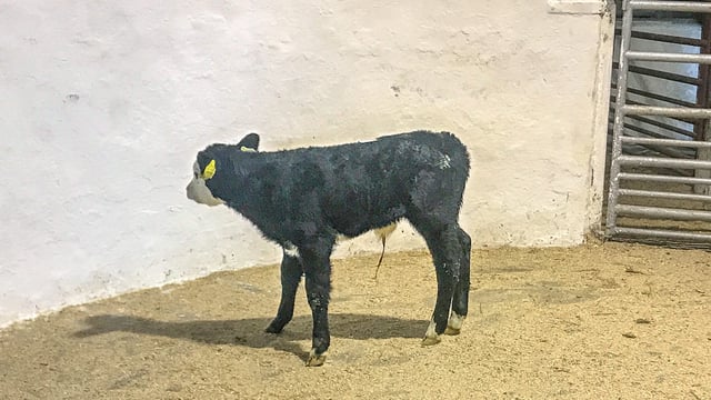 Calf trade: Solid demand for beef calves seems to continue