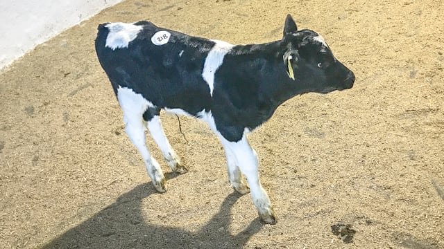Demand remains high for autumn-born calves at Bandon Mart