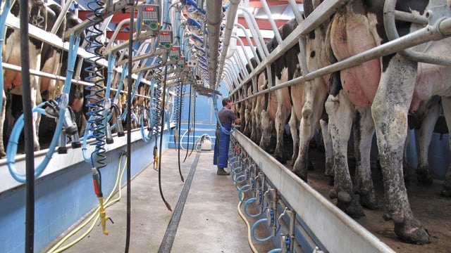 EU average farm gate milk price fell in January - report