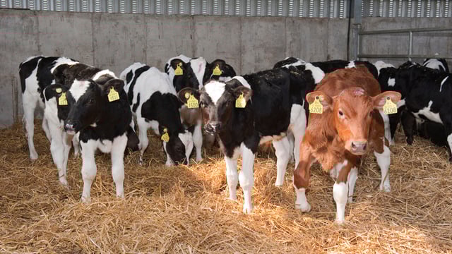 Veal market conundrum: 'We have a lot of calves that nobody wants'