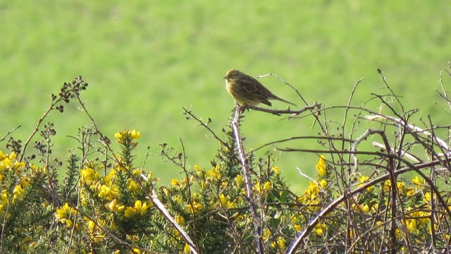 Volunteers sought by RSPB NI for farmland surveys