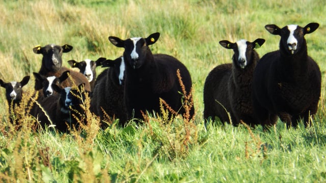 Pedigree Zwartbles breeders given green light to establish national society