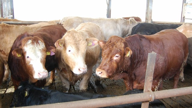 Cattle throughput pressing the 900,000 mark