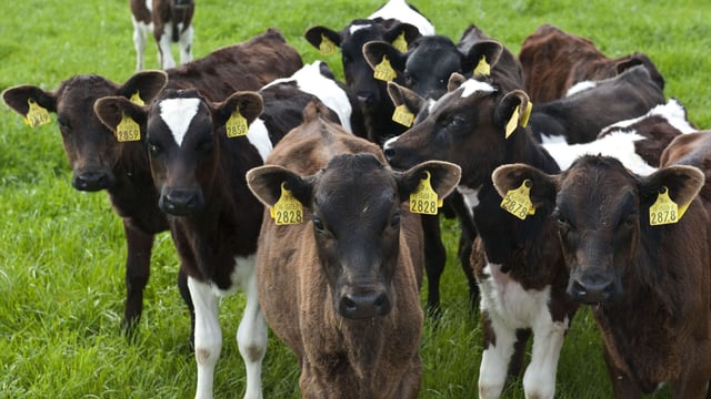 New DairyBeef 500 spring series on calf rearing