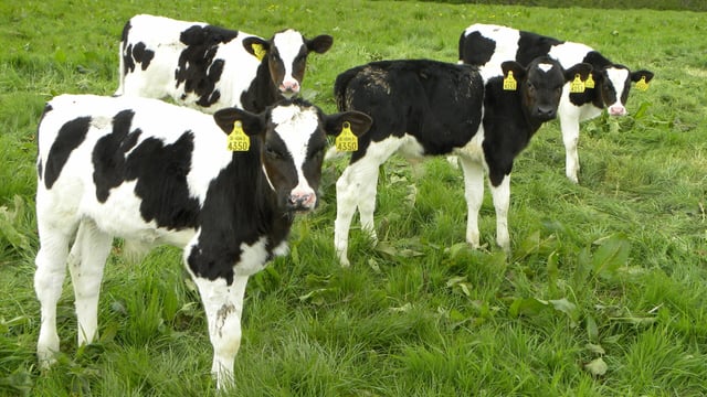 Exporters awaiting ferry 'green light' before moving calves