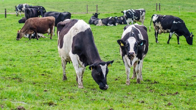 'Next steps taken' towards European dairy auction venture