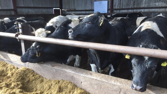 Consignment of bulls sought for Libyan market