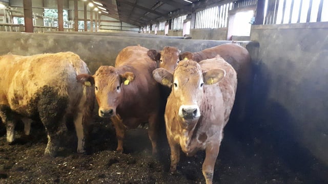 Beef trade: Prices strengthening as processers continue to be 'anxious' for cattle