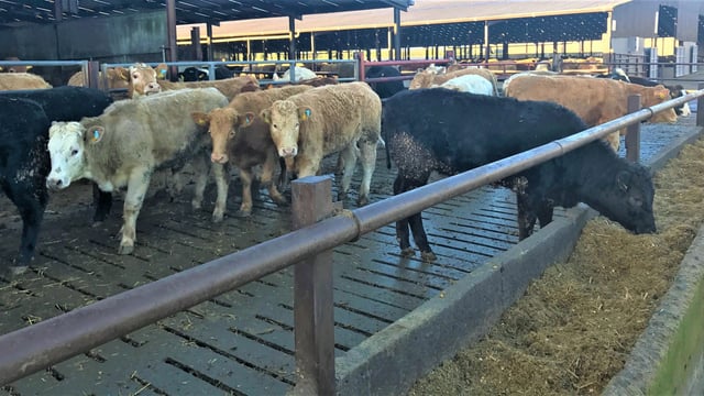 Straw or slats: Which works best for beef heifer performance?