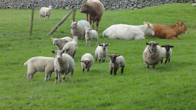 National average price of farmland exceeded €9,600/ac in 2017