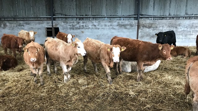 How much is pneumonia costing your beef enterprise?
