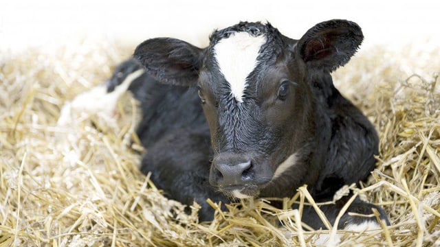'Calf welfare inspections' underway on dairy farms nationwide