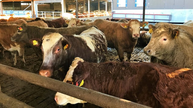 Further Turkish cattle contracts yet to be set in stone