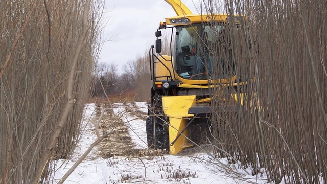 What's the contractor 'price' for harvesting willow?
