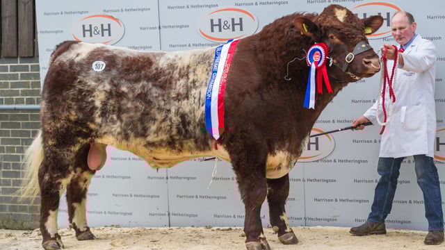 Co. Down Shorthorn herd clinches Carlisle top prices