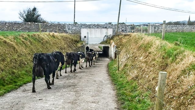 Dairy focus: Two generations drive toward 300 cows in Co. Sligo