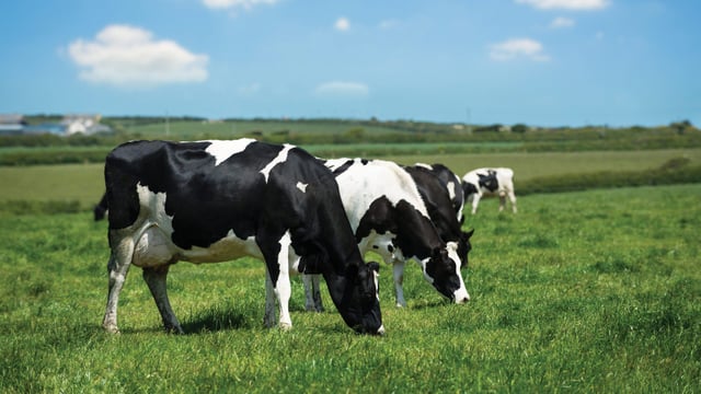 Minister: 'No prohibition on sale' of Johne's disease-positive animals