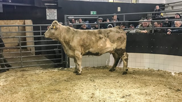 Pics and prices: Dry cows sell to a top price of €1,850/head at Elphin Mart