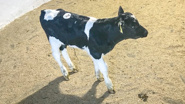 Bumper week of calf sales on the cards...once the snow lifts