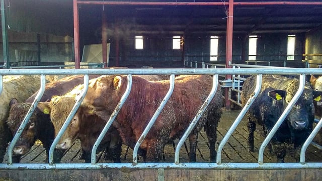 Buying intensifies as exporter sources bulls for Turkey