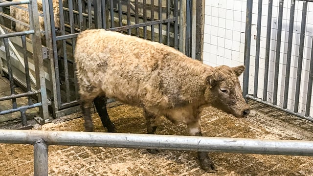 Mart trade: Grass-growth rebound draws buyers to the ring