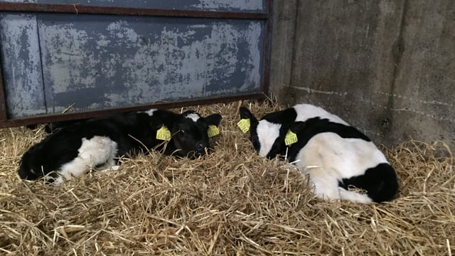 Could this be the explanation for scour in your calves?