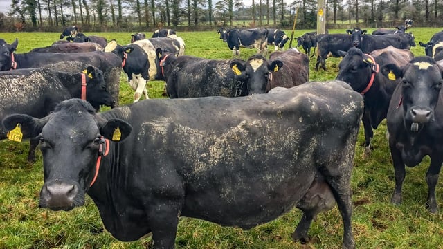 Breeding: The race against time to get cows back in calf