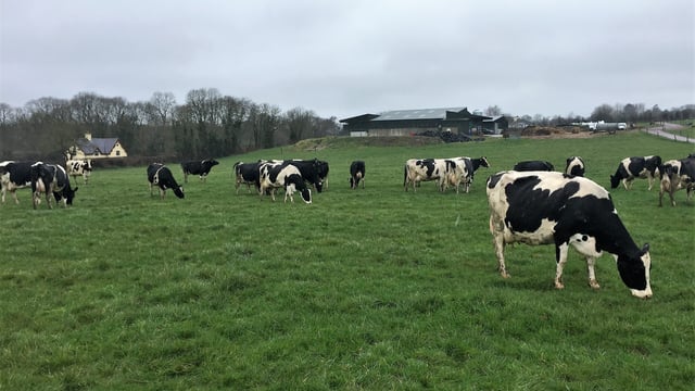 Dairy focus: Doubling cow numbers and gearing up for breeding in Co. Cork