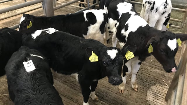 Friesian calf trade 'firms up' as demand increases