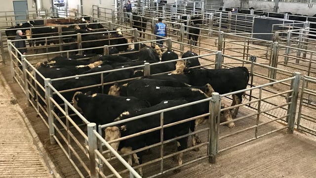 Mart trade: Weanling bulls prove popular as marts brace for reopening
