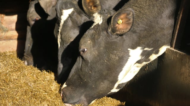Industry to be landed with £143,000 BSE testing bill under TSE changes