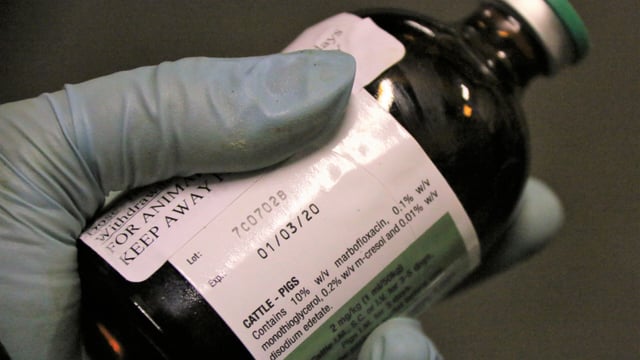 Cross-border project to investigate Irish farmer attitudes towards antibiotics