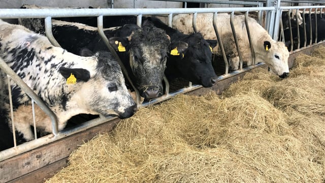 Beef focus: Breeding and grass utilisation to the fore on suckler-to-beef organic farm
