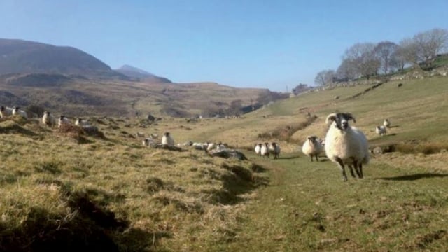 Growing a sheep farming business from 23ac to 400ac in Co. Mayo