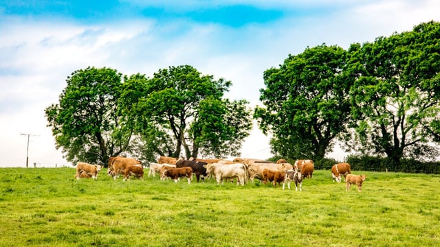 Cattle exports to Northern Ireland drop by 52%
