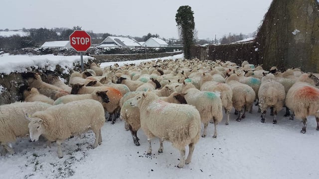 Good grips, high-vis jackets and charged phones 'essential' to post-storm farm repairs