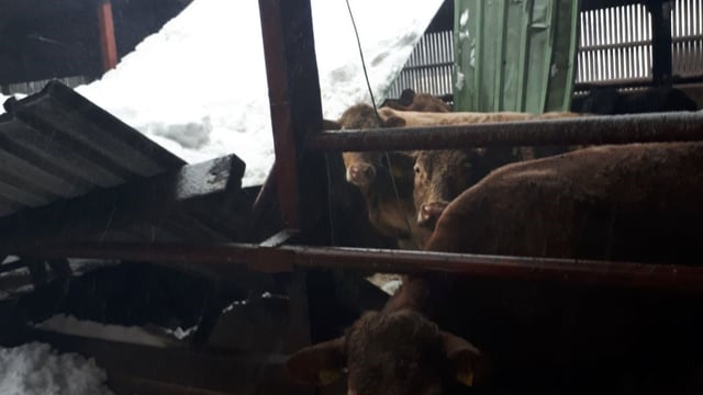 Storm Emma set to cost FBD up to €8 million