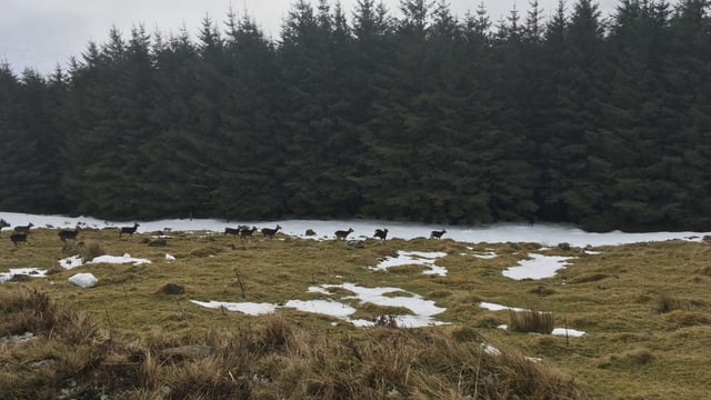 Wicklow 'plague': Farmers call for increased TB testing on deer