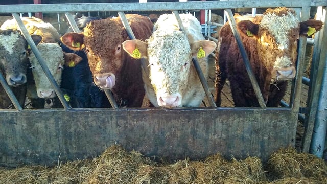 1,800 bulls to load for Turkey