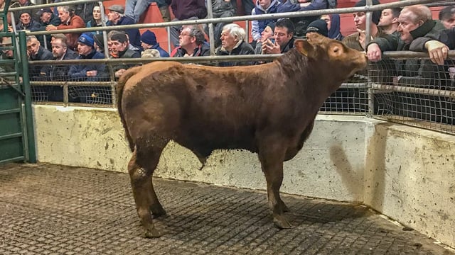 Weanling bulls hit €3.60/kg at Mountrath Mart's E and U-grade sale