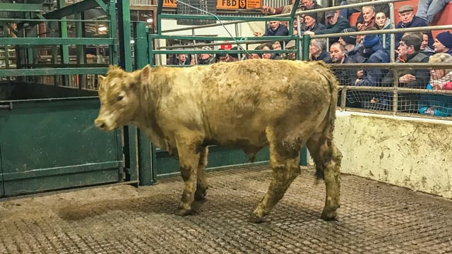 Mart trade: Good grass growth bringing farmers to the sale rings