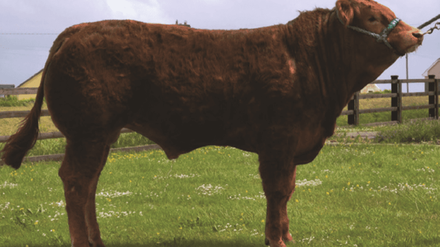 5 Gene Ireland beef bulls for sale