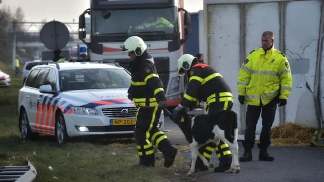 100+ Irish calves killed in crash in Netherlands