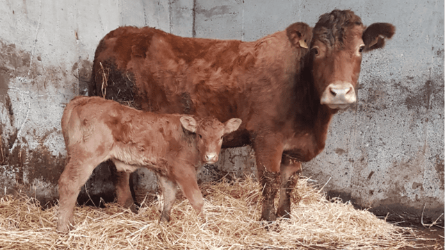 Is your farm prepared for a caesarean section?
