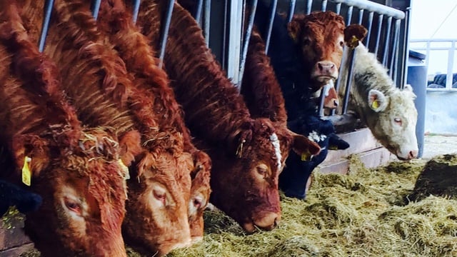 Department narrative on TB eradication 'a reprimand' for farmers