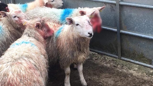 Dog owners urged to take care in the countryside