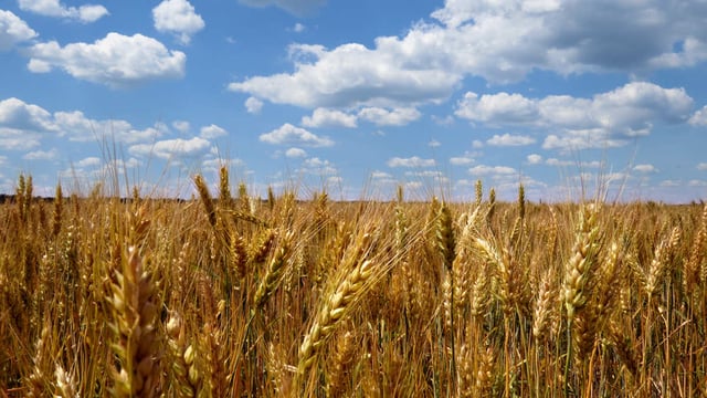 Teagasc organises 8 organic tillage farm walks from next week