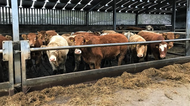 How prevalent was liver fluke in Irish cattle in 2017?