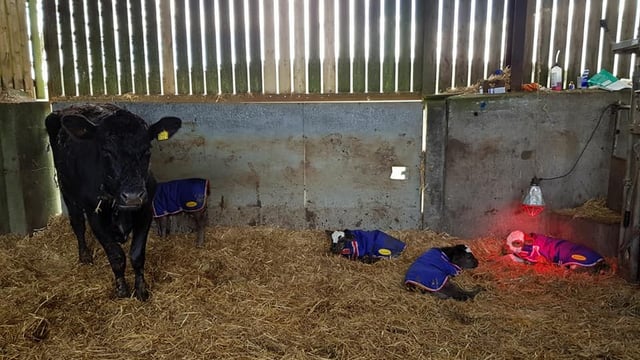 Meet the 1 in 11 million calves from Co. Down
